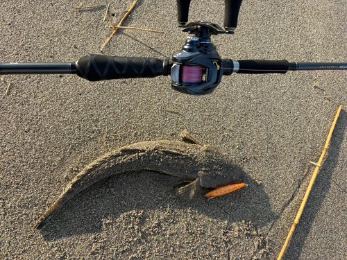 マゴチの釣果
