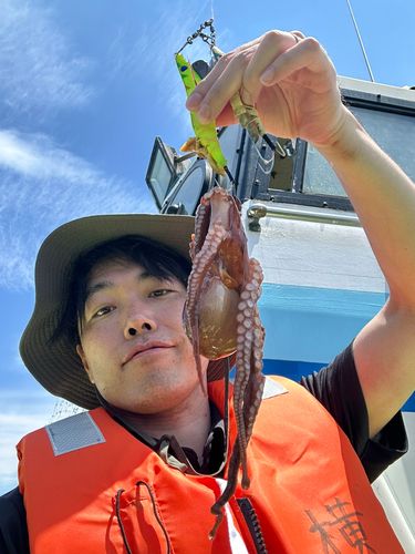 マダコの釣果
