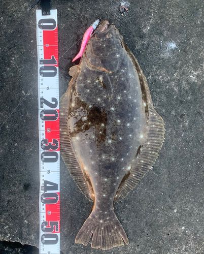 ヒラメの釣果