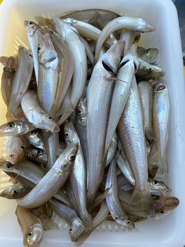 キスの釣果