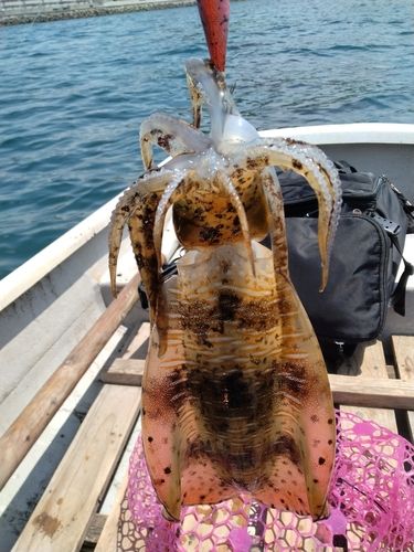 アオリイカの釣果