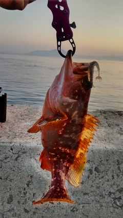 アコウの釣果