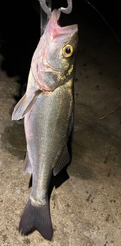 セイゴ（マルスズキ）の釣果