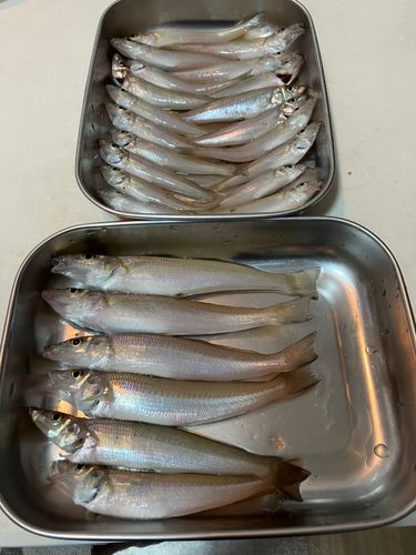 シロギスの釣果