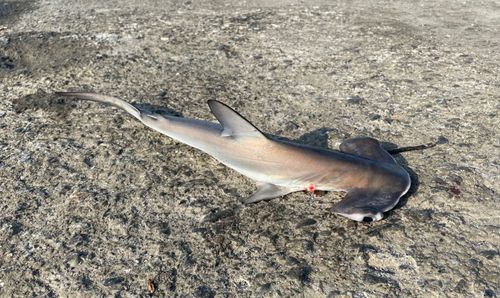 シュモクザメの釣果