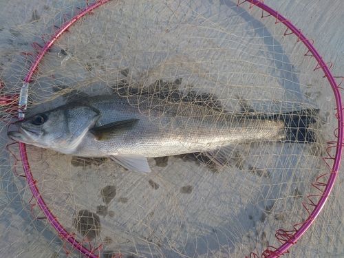 スズキの釣果
