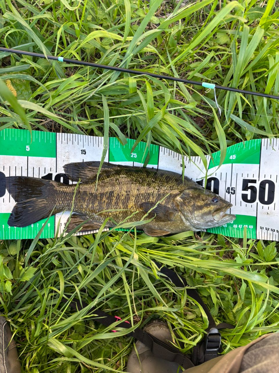 スモールマウスバス