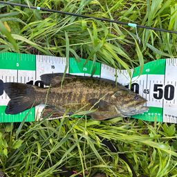 スモールマウスバス