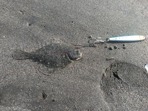 イシガレイの釣果