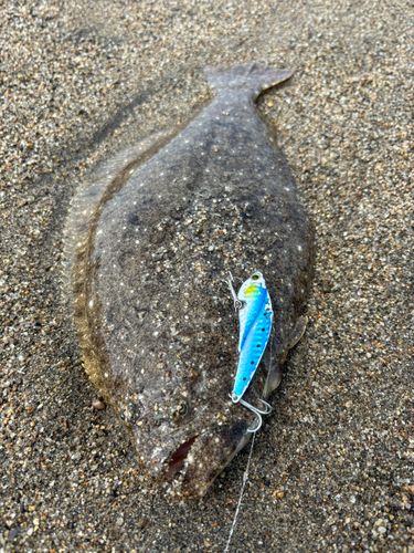 ヒラメの釣果