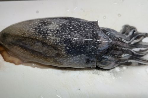 シリヤケイカの釣果