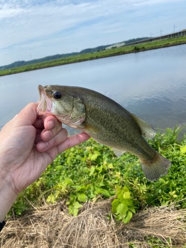 ラージマウスバスの釣果