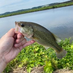 ラージマウスバス