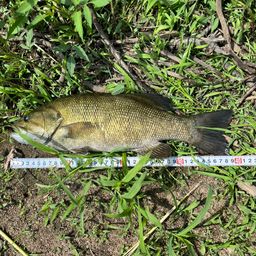 スモールマウスバス