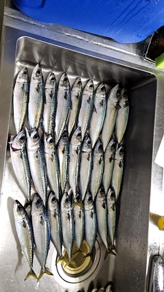 サバの釣果