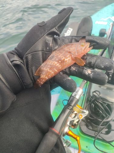 キジハタの釣果