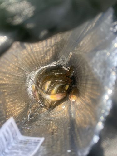 マハゼの釣果