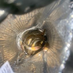マハゼ