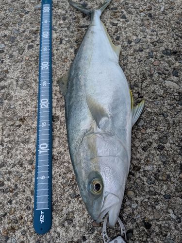 フクラギの釣果