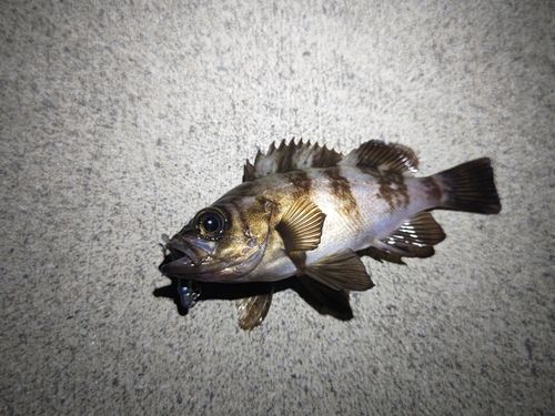 メバルの釣果