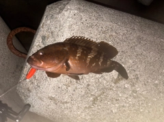キジハタの釣果