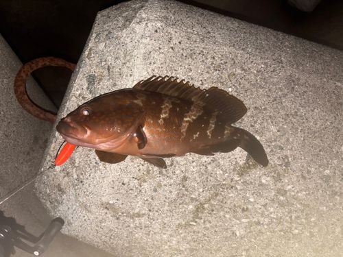 キジハタの釣果