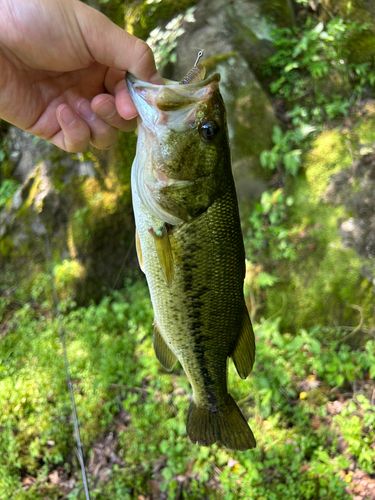 ラージマウスバス