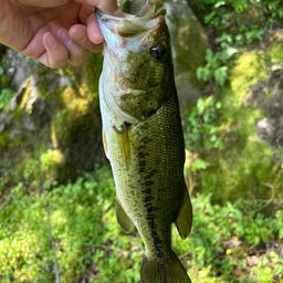 ラージマウスバス