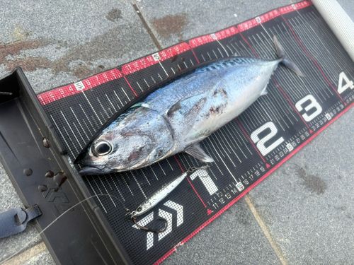 マルソウダの釣果
