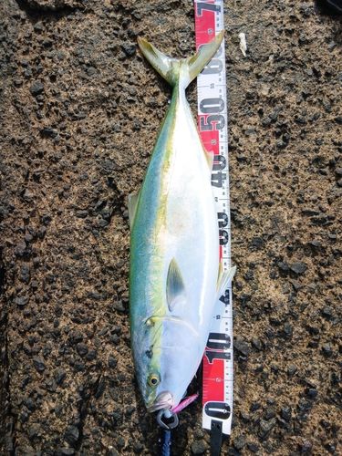 ワラサの釣果