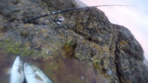 ヒラマサの釣果
