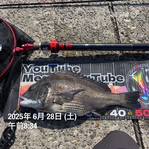 チヌの釣果