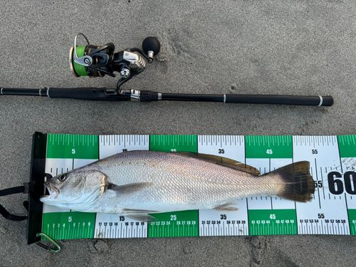 オオニベの釣果