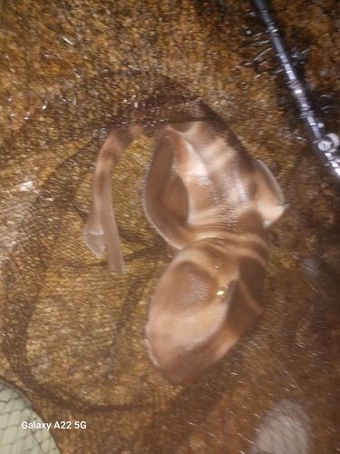 ネコザメの釣果
