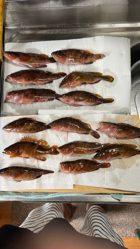 アコウの釣果
