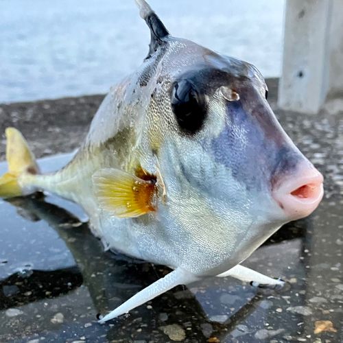 ギマの釣果