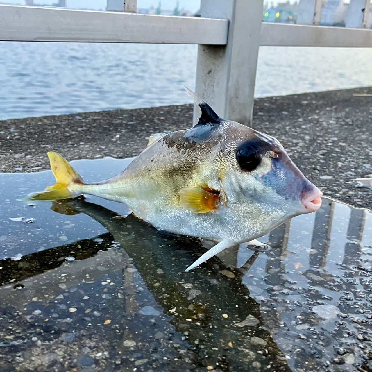 ギマ