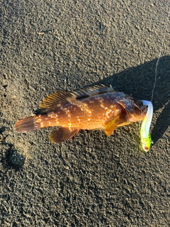 キジハタの釣果