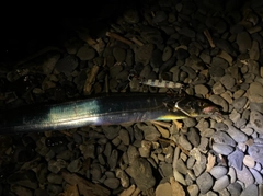 タチウオの釣果