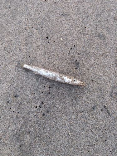 カマスの釣果