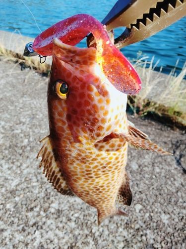 オオモンハタの釣果