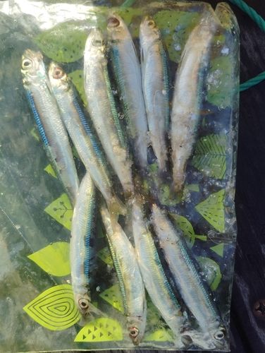ウルメイワシの釣果