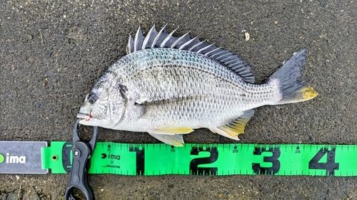 キビレの釣果