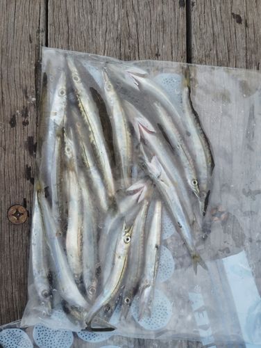 カマスの釣果