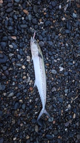 サゴシの釣果