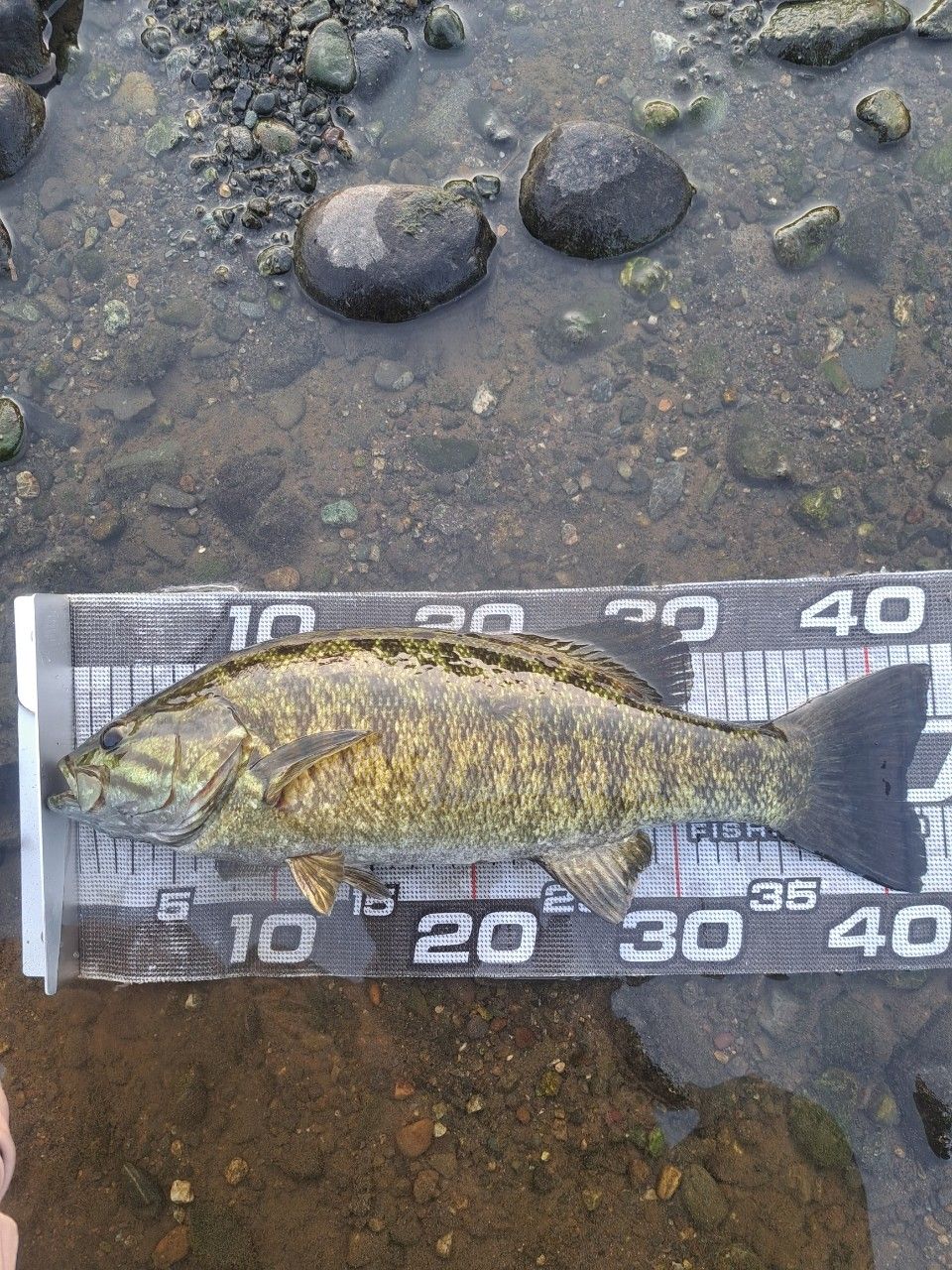 スモールマウスバス