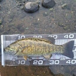 スモールマウスバス