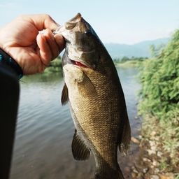 スモールマウスバス