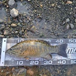 スモールマウスバス