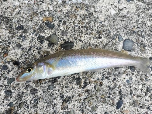 キスの釣果